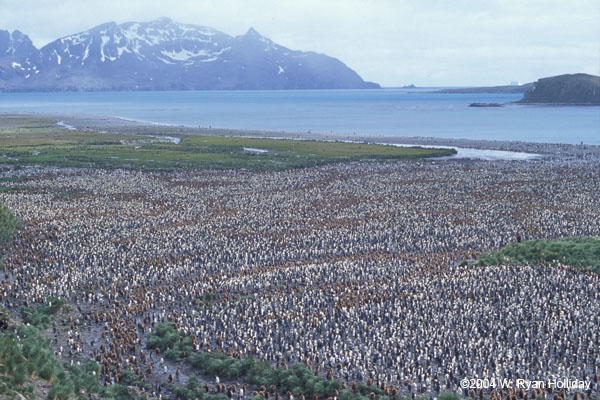 King Penguin Colony