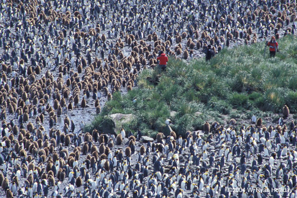 Photographers and King Penguin Colony