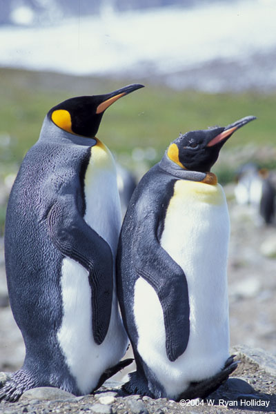 King Penguins