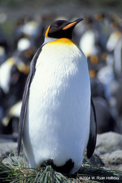 King Penguin