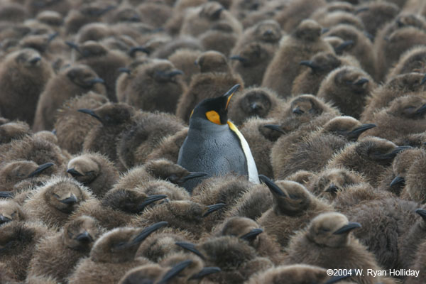 King Penguin Amidst Chicks