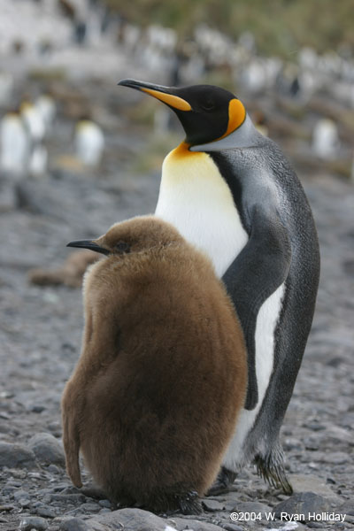 King Penguin and Chick
