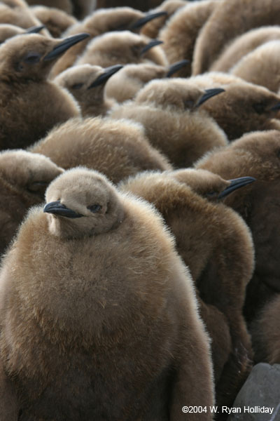 King Penguin Chicks