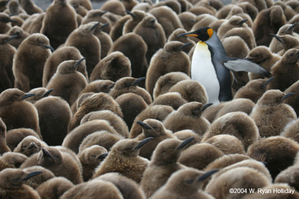 King Penguin Amidst Chicks