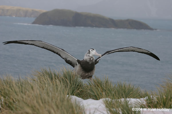 Wandering Albatross Chick