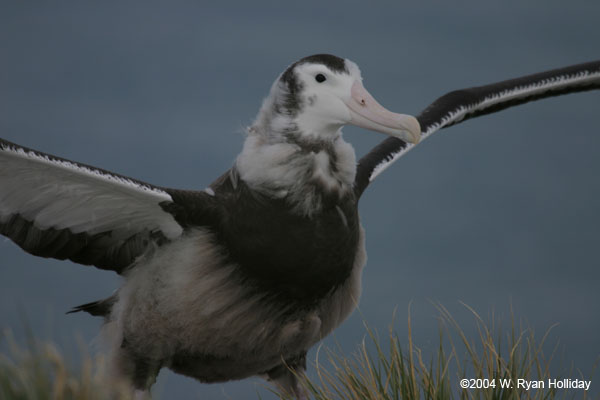 Wandering Albatross Chick