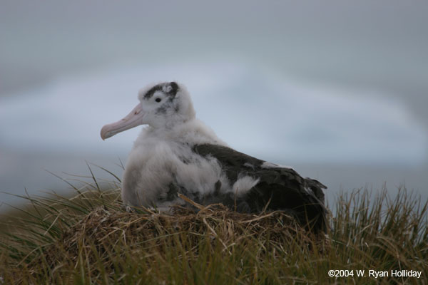 Wandering Albatross Chick