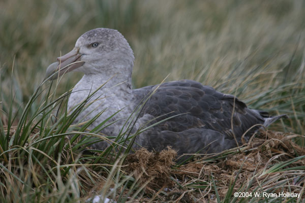 Giant Petrel