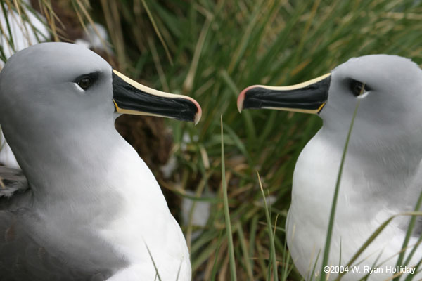 Grey-Headed Albatross