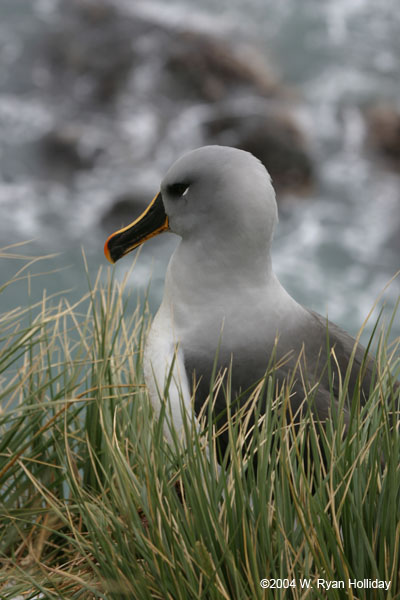 Grey-Headed Albatross