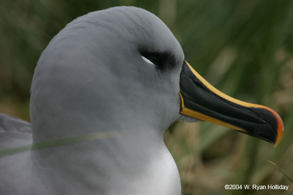 Grey-Headed Albatross