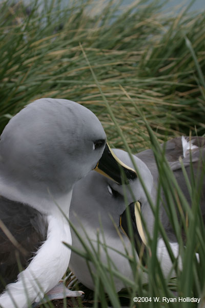 Grey-Headed Albatross