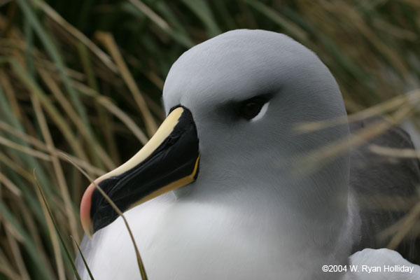 Grey-Headed Albatross