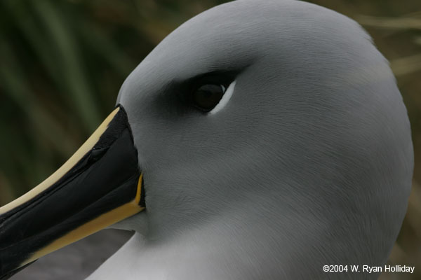 Grey-headed albatross, South Georgia Island