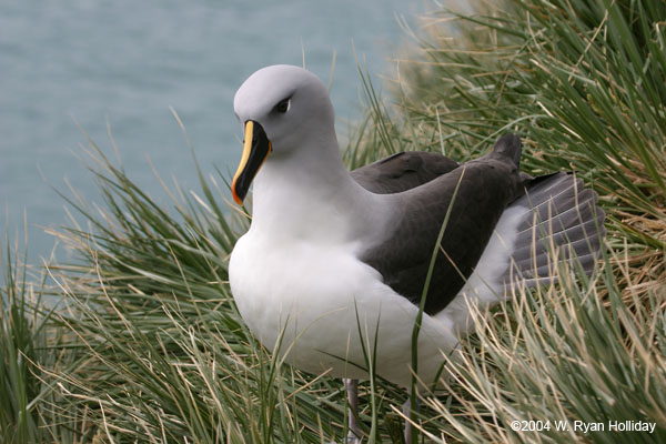 Grey-Headed Albatross