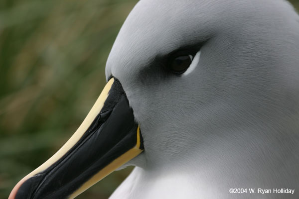 Grey-Headed Albatross