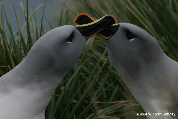 Grey-Headed Albatross