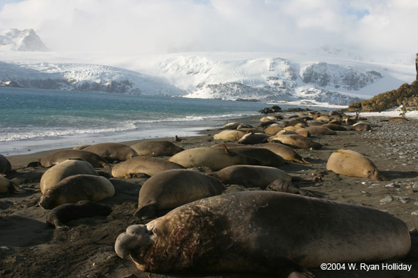 Elephant Seals