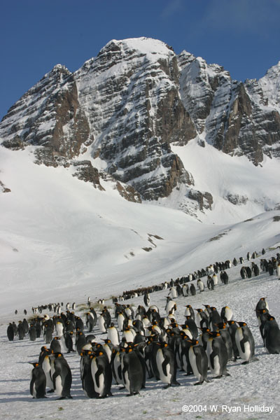 King Penguins