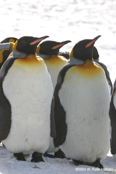 King Penguins