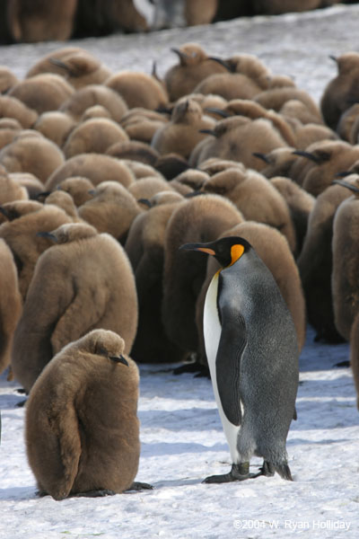 King Penguin with Chicks