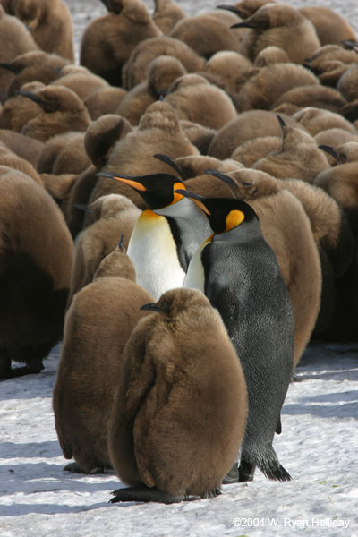 King Penuins with Chicks