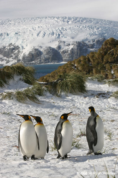 King Penguins