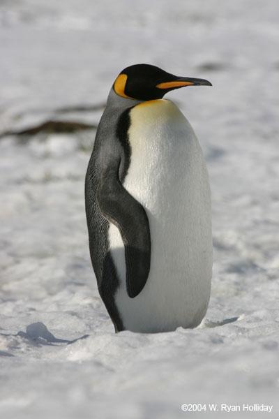 King Penguin