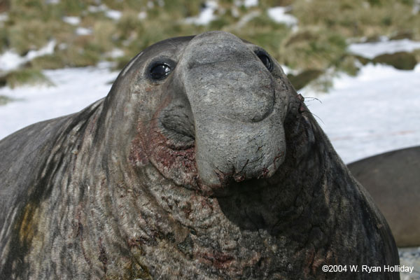 Elephant Seal Bull