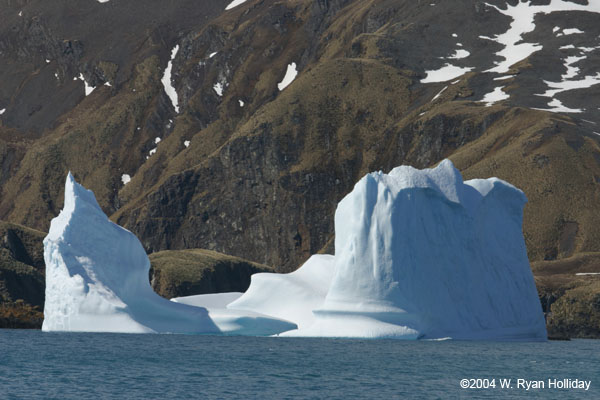 Iceberg in Fortuna Bay