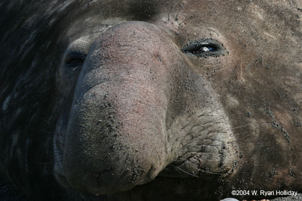 Elephant Seal Bull