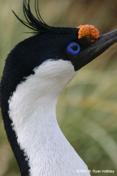 Blue-Eyed Shag