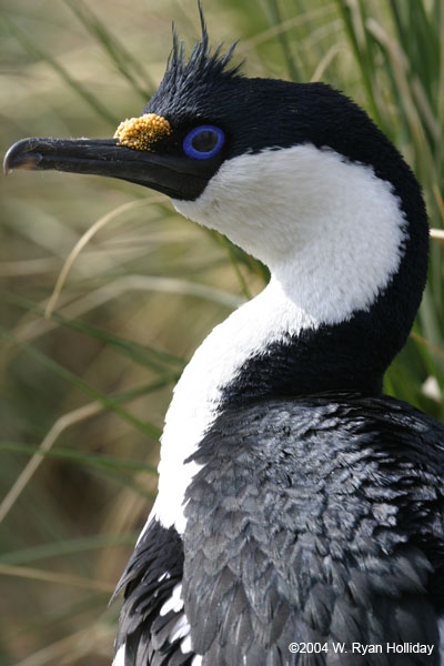 Blue-Eyed Shag