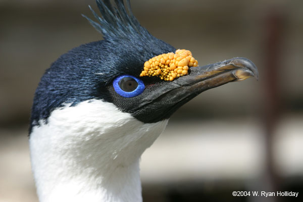 Blue-Eyed Shag