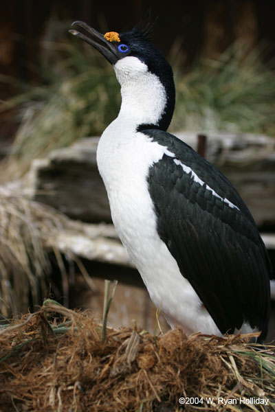 Blue-Eyed Shag