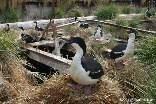 Blue-Eyed Shags