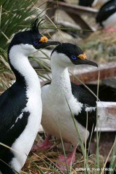 Blue-Eyed Shags