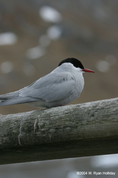 Antarctic Tern