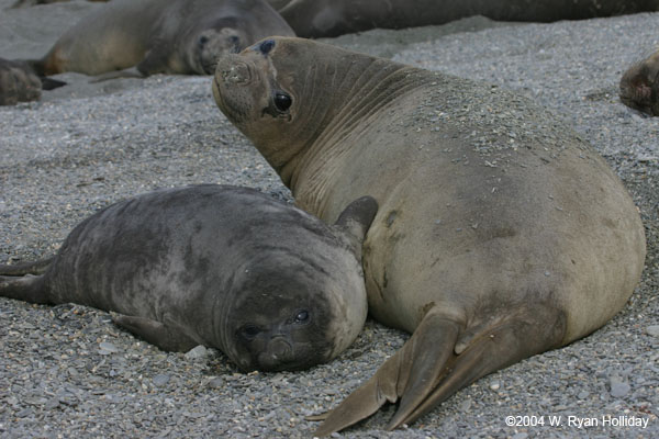 Elephant Seal and Pup