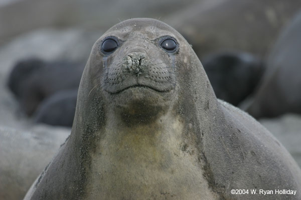 Elephant Seal