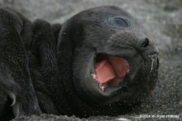 Elephant Seal Pup