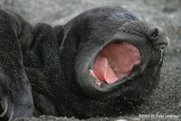 Elephant Seal Pup