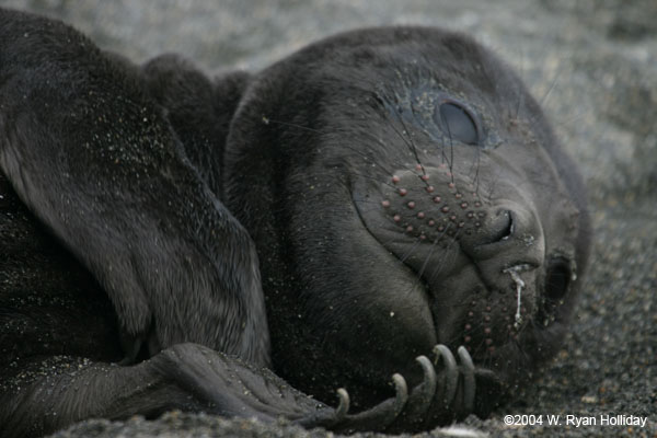 Elephant Seal Pup