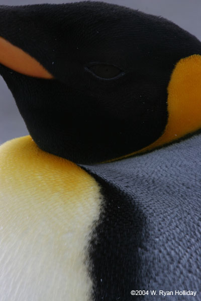 King Penguin