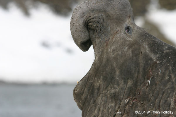 Elephant Seal Bull