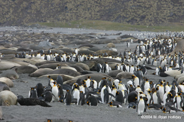 King Penguins and Elephant Seals