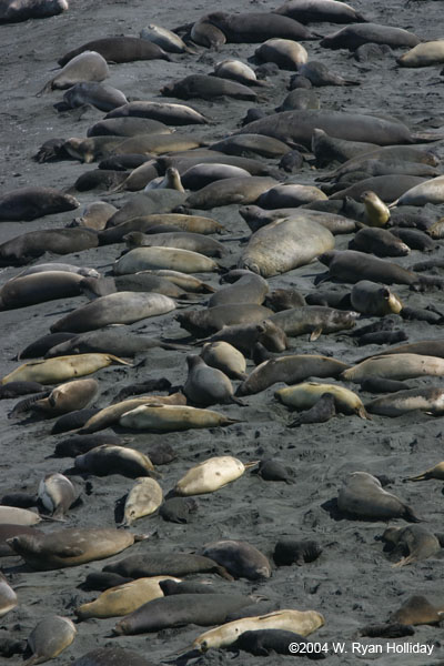 Elephant Seals on Beach