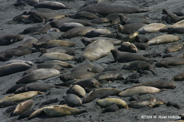 Elephant Seals on Beach