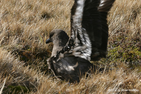 Skua