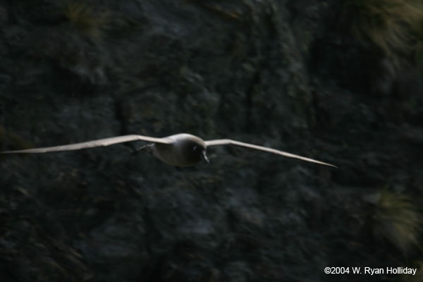 Light-Mantled Sooty Albatross